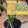 PYCNOSORUS GLOBOSUS BILLY BUTTONS 140MM