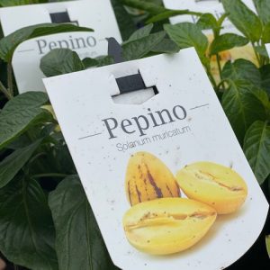 PEPINO GOLD 140mm