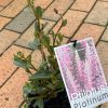 PTILOTUS PLATINUM 140MM