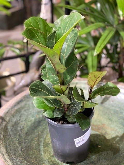 FICUS LYRATA BAMBINO 140MM | Garden Feast