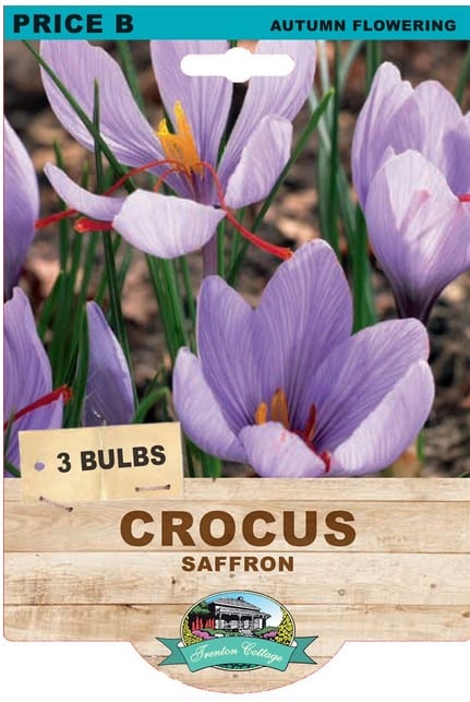 crocus cafe vimeo