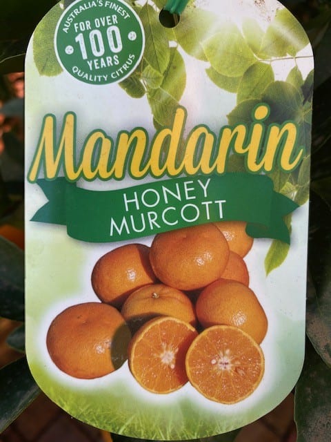 Mandarin honey Murcott 250mm | Garden Feast