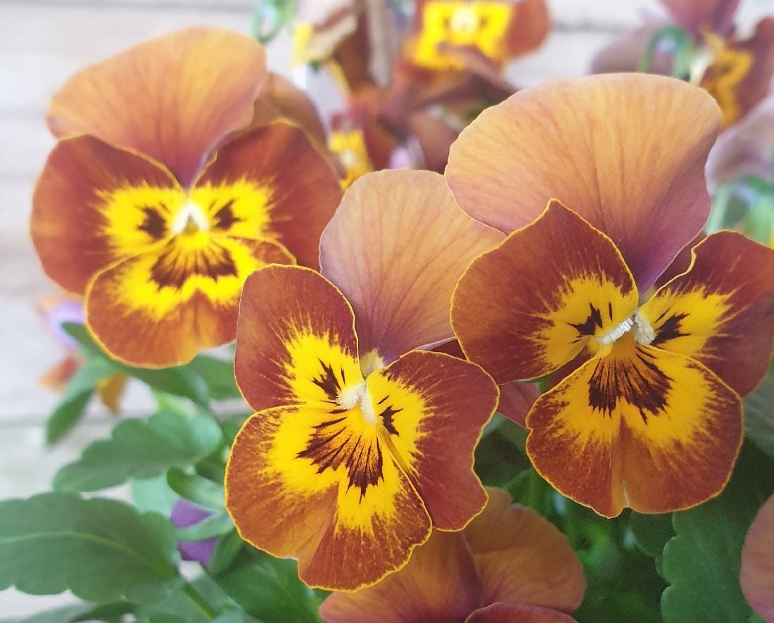 EASY COLOUR VIOLA HONEYBEE Garden Feast