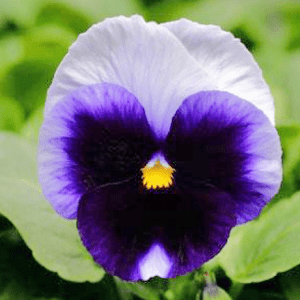 EASY COLOUR PANSY BEACONSFIELD