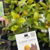 Psidium LEMON GUAVA ON THE TABLE 140MM