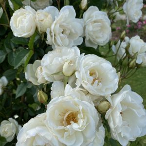 ROSE ICEBERG CLIMBER 200MM