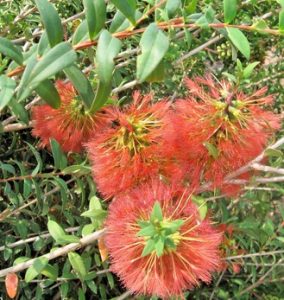 MELALEUCA HYPERICIFOLIA 140MM | The Garden Feast