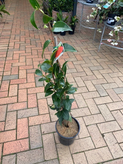 CAMELLIA GRAND MARSHAL 200MM | The Garden Feast