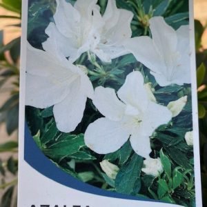 AZALEA ALBA MAGNIFICA 140MM