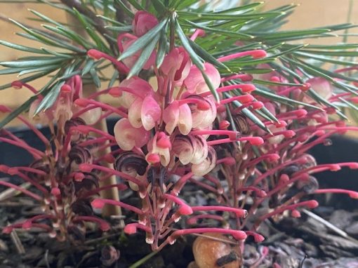 GREVILLEA ROSY POSY 200MM - Image 3
