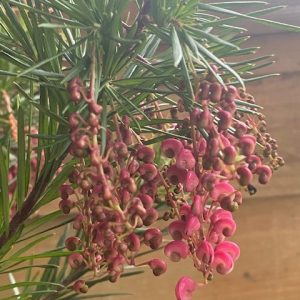 GREVILLEA ROSY POSY 200MM