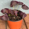 OXALIS TRIANGULARIS 100MM