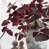 OXALIS TRIANGULARIS 100MM - Image 2