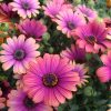 OSTEOSPERMUM COPPER AMETHYST 140MM