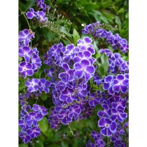 DURANTA GEISHA GIRL 140MM