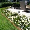 GARDENIA RADICANS 14CM - Image 2