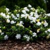 GARDENIA RADICANS 14CM