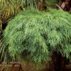 ACACIA COGNATA LIMELIGHT 140MM - Image 3