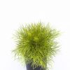 ACACIA COGNATA LIMELIGHT 140MM - Image 2
