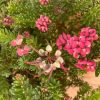 GREVILLEA MOUNT TAMBORITHA 140MM