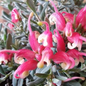 GREVILLEA JELLY BABY 140MM