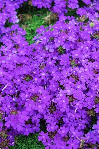 VERBENA PURPLE PASSION 150MM | The Garden Feast