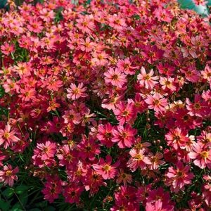 COREOPSIS RUM PUNCH 140MM