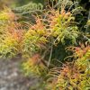 GREVILLEA PEACHES & CREAM 150MM