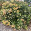 GREVILLEA PEACHES & CREAM 150MM - Image 2