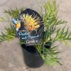 GREVILLEA PEACHES & CREAM 150MM - Image 3