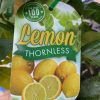 LEMON THORNLESS 250MM - Image 3