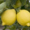 LEMON THORNLESS 250MM - Image 2