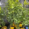 LEMON THORNLESS 250MM