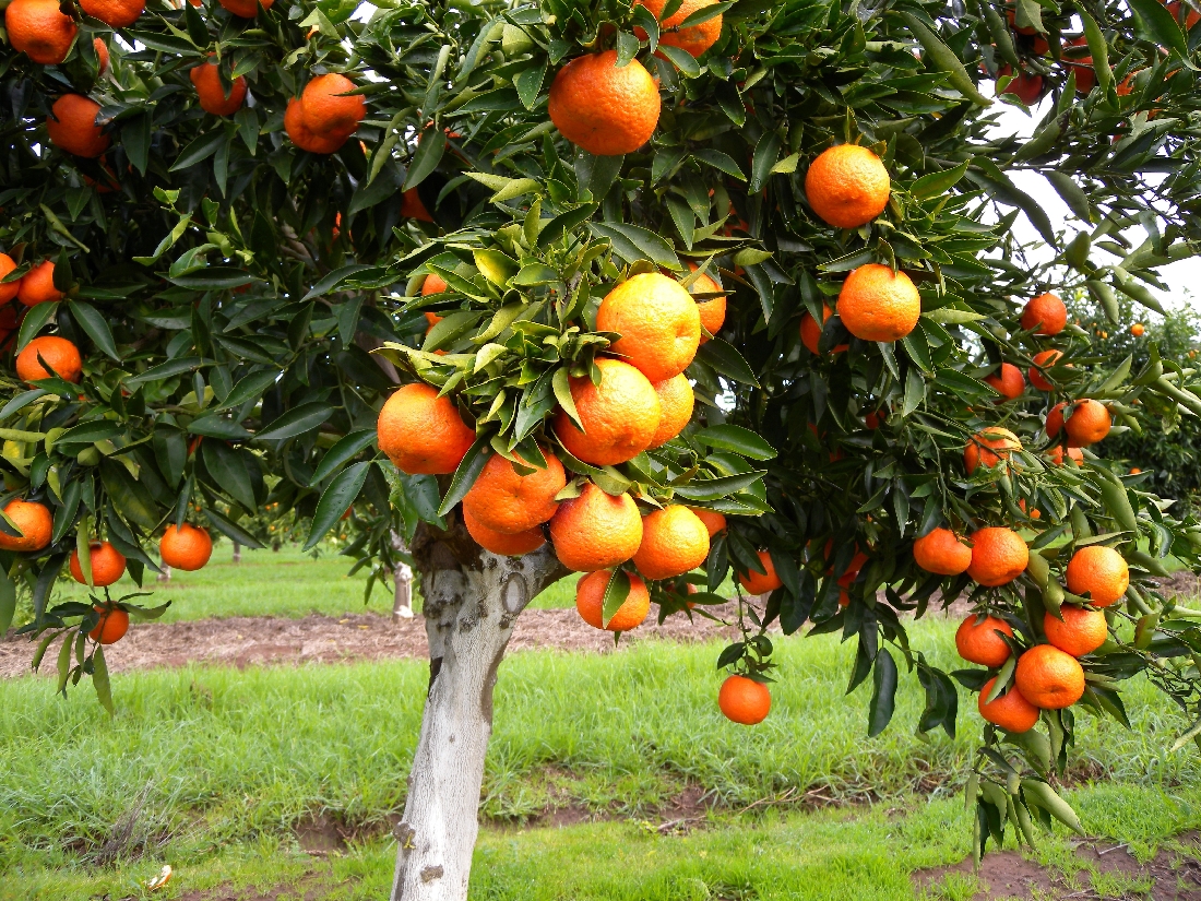 Mandarin fruit tree seedless