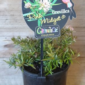GREVILLEA PINK MIDGET 140MM
