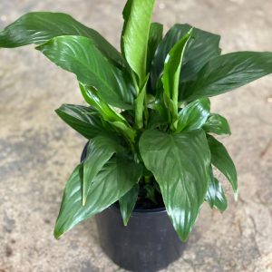 Spathiphyllum Peace Lily 170mm Pot
