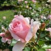 ROSE MOTHERS LOVE 3FT STD 250MM