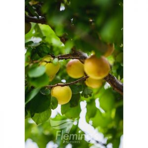 APRICOT COT N CANDY 300mm