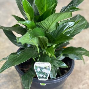 SPATHIPHYLLUM ASS 200MM