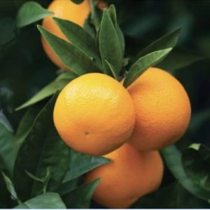 ORANGE LANES DWARF 200MM