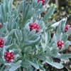 HELICHRYSUM RUBY CLUSTERS