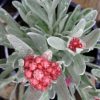 HELICHRYSUM RUBY CLUSTERS - Image 2