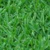 PALMETTO TURF VIRO CELLS - Image 2