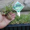 PALMETTO TURF VIRO CELLS - Image 3