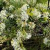 GREVILLEA FLAT JACK 140MM