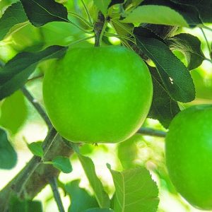 APPLE GRANNY SMITH DWARF 250MM