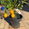 LEMON MEYER DWARF 250MM - Image 10