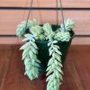 SEDUM DONKEY TAILS BASKET Small - Image 2