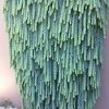SEDUM DONKEY TAILS BASKET Small