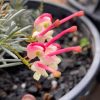 GREVILLEA LARA'S DWARF 140MM